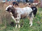 Unieke bruinbonte grote Bergschaap ram, Mannelijk, Schaap
