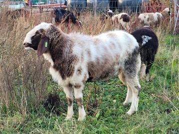 Unieke bruinbonte grote Bergschaap ram beschikbaar voor biedingen