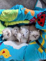 Raszuiver Ragdoll Kittens, Gechipt, Meerdere dieren, 0 tot 2 jaar