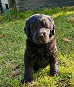 Prachtige zwarte Labradoodle pup, 8 tot 15 weken, Eén hond, Nederland, Particulier