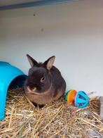 Te koop zeer mooie bruin tan voedstertje!, Dieren en Toebehoren, Konijnen, Vrouwelijk, Dwerg