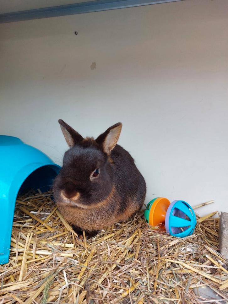 Te koop zeer mooie bruin tan voedstertje!, Dieren en Toebehoren, Konijnen, Dwerg, Vrouwelijk