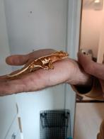 Wimpergekko van 28-9-24 (mami6), Dieren en Toebehoren