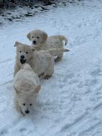 Prachtige Golden Retriever pups zoeken liefdevol thuis!, Dieren en Toebehoren, Honden | Retrievers, Spaniëls en Waterhonden, Golden retriever