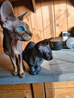 Spynx katten., Dieren en Toebehoren, Katten en Kittens | Overige Katten, Kater