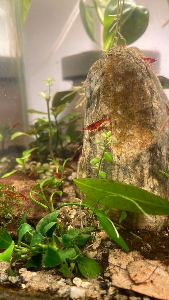 Red cherry shrimp/neocaridina shrimp, Kreeft, Krab of Garnaal, Zoetwatervis