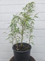 Fargesia Rufa Bamboe Planten | Niet Woekerend, Laagste Prijs, Overige soorten, Vaste plant, Ophalen of Verzenden, Bloeit niet