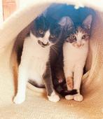 Zeer lief kitten duo, dubbel ingeent/chip/ontwormd/ 4,5 mnd, Dieren en Toebehoren, Katten en Kittens | Overige Katten, Meerdere dieren