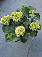 planten, Ophalen, Zomer, Overige soorten, Halfschaduw