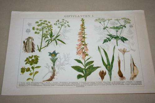 2 antieke kleurenlitho's - Giftige planten - Ca 1900 !!, Antiek en Kunst, Kunst | Litho's en Zeefdrukken, Ophalen of Verzenden