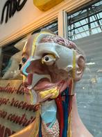 Grote anatomische buste compleet, Ophalen