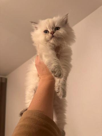 Britse langharige Silver shaded kitten beschikbaar voor biedingen