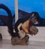 Opgezette driekleureekhoorn, Ophalen, Wild dier, Opgezet dier