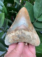 Grote megalodon (11,6 cm), haaientand, Indonesië 2, Verzamelen, Mineralen en Fossielen, Ophalen of Verzenden, Fossiel