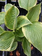 Hosta biologisch winterhard, Tuin en Terras, Planten | Tuinplanten, Ophalen of Verzenden