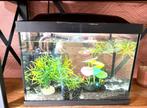 Aquarium incusief toebehoren en vissen, Ophalen, Zo goed als nieuw, Gevuld zoetwateraquarium