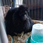 Zijdehoenders, Dieren en Toebehoren, Meerdere dieren, Kip