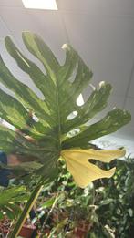 Monstera Thai Constellation Variegata stekjes, Overige soorten, In pot, Minder dan 100 cm, Groene kamerplant