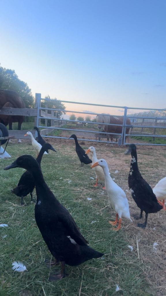 super leuke loopeenden, Dieren en Toebehoren, Pluimvee, Eend, Meerdere dieren