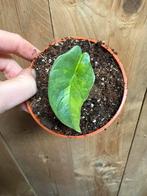 Alocasia platinum aurea yellow lemon lime variegata grey, Ophalen of Verzenden, Halfschaduw, Minder dan 100 cm