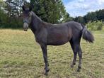 pre andalusier, Hengst, Minder dan 160 cm, 0 tot 2 jaar