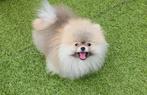 Lieve speelse pomeriaan pomeranian  bearface pup, België, Particulier, 15 weken tot 1 jaar, Reu