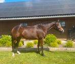 Springpony D 4 jaar, Dieren en Toebehoren, Merrie, 3 tot 6 jaar