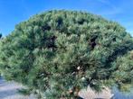 Exclusieve unieke meerstammige Pinus sylvestris Watereri!!, Bloeit niet, 100 tot 250 cm, Volle zon, In pot