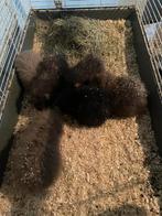 Cavia Beerjes gratis Ophalen, Dieren en Toebehoren, Cavia, Juni, Mannelijk, Tam