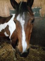Verzorg pony of paard gezocht, Dieren en Toebehoren, Paarden en Pony's | Verzorgingsproducten, Ophalen of Verzenden