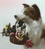 frankrijk 192 hond schotse collie met mand rozen, Gelopen, Overige thema's, 1920 tot 1940, Verzenden