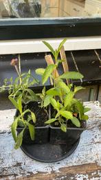 Verbena bonariensis, Tuin en Terras, Planten | Tuinplanten, Ophalen, Overige soorten, Volle zon