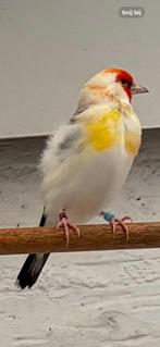 Majoor Putter, Dieren en Toebehoren, Vogels | Overige Vogels, Vrouwelijk, Wildzangvogel, Geringd