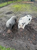 Gratis 2 leuke varkens, Dieren en Toebehoren, Mannelijk, Varken, 6 jaar of ouder