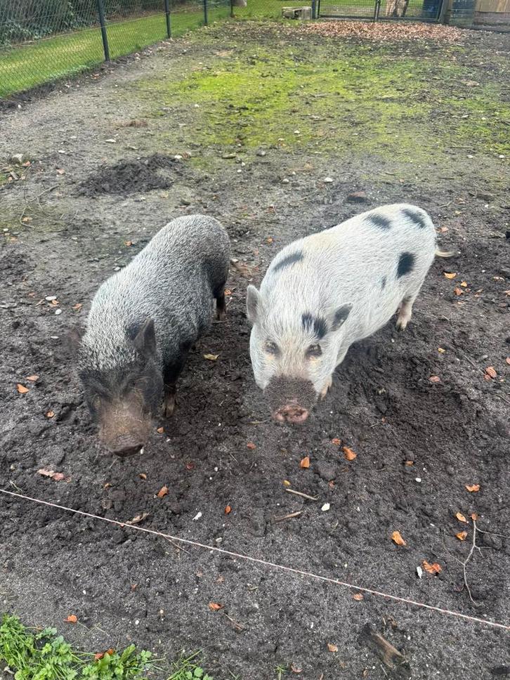 Gratis 2 leuke varkens, Dieren en Toebehoren, Schapen, Geiten en Varkens, Varken, Mannelijk, 6 jaar of ouder