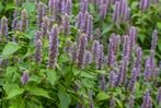 Te koop: zaailingen en stekken 1-jarigen en vaste planten, Tuin en Terras, Planten | Tuinplanten, Ophalen, Zomer, Overige soorten