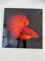 Aluminium schilderij goudvis 100 x 100 cm, Antiek en Kunst, Ophalen of Verzenden