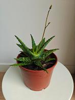 Vetplant Spinnenaloë, Groene kamerplant, Ophalen, Volle zon, Minder dan 100 cm