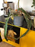 Pithaya / Dragonfruit plant, Ophalen, Halfschaduw, Minder dan 100 cm