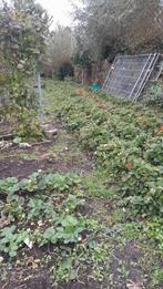 Stekjes  (aardbei -planten) ruilen voor groente, Ophalen of Verzenden, Halfschaduw, Zomer, Groenteplanten