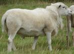 Ruischapen, Dieren en Toebehoren, Schapen, Geiten en Varkens, Schaap, Vrouwelijk, 0 tot 2 jaar