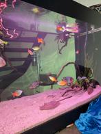 Regenboogvissen zalmen 5x XL, Dieren en Toebehoren