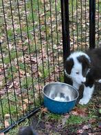 Mooie border collie pups, Dieren en Toebehoren, Collie, Meerdere, Meerdere dieren, Nederland