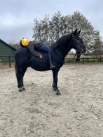 Super brave betrouwbare ruin, E pony (1.48m - 1.57m), B, Ruin, 3 tot 6 jaar