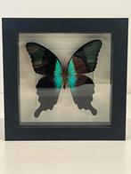 Opgezette vlinder in lijst 16 x 16 cm