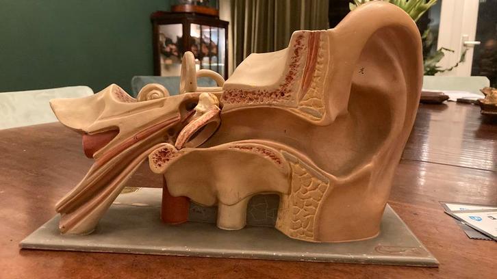 Antiek Anatomisch Oor Model, Antiek en Kunst, Curiosa en Brocante, Ophalen of Verzenden
