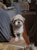 Shitzu hondje, Dieren en Toebehoren, Particulier, Rabiës (hondsdolheid), Buitenland, Eén hond