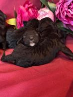 Australian labradoodle pups geboren met stamboom., Overige rassen, CDV (hondenziekte), 8 tot 15 weken, Meerdere