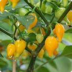 Biquinho Yellow - Peper zaden, Tuin en Terras, Bloembollen en Zaden, Verzenden, Volle zon, Zaad