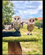 Kerkuilen, Dieren en Toebehoren, Vogels | Overige Vogels, Meerdere dieren